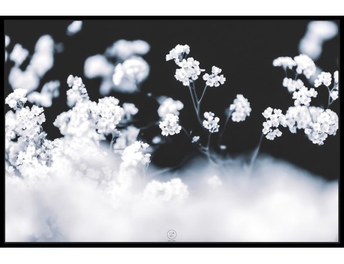 IMMORTELLE