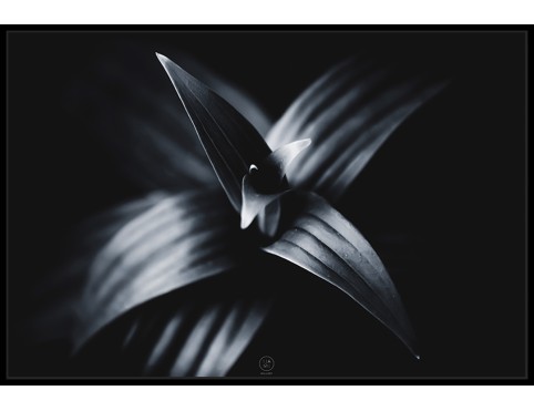 LYS